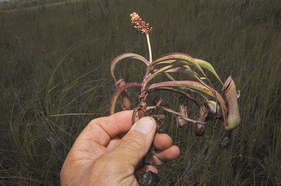 Nepenthes parvula, photographed by garywwilson
