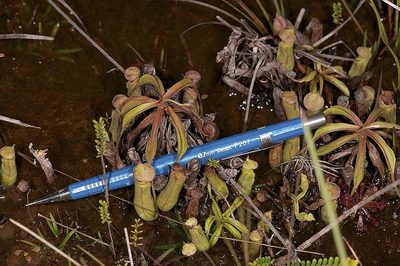 Nepenthes parvula, photographed by garywwilson