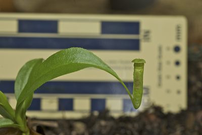 Nepenthes parvula, photographed by garywwilson