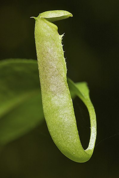 Nepenthes parvula, photographed by garywwilson