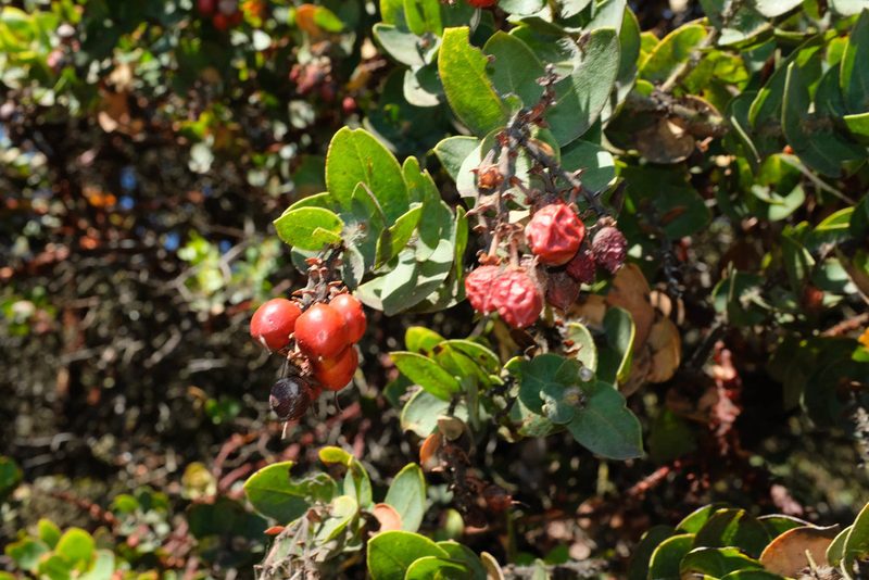 Arctostaphylos refugioensis, photographed by paulexcoff