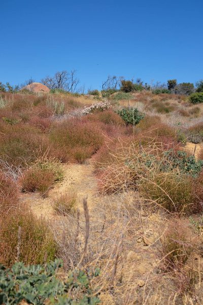 Thermopsis macrophylla, photographed by paulexcoff