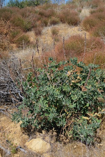 Thermopsis macrophylla, photographed by paulexcoff