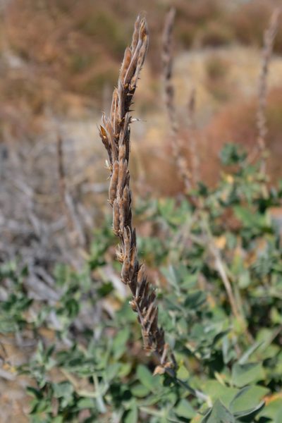 Thermopsis macrophylla, photographed by paulexcoff