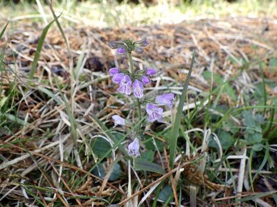 Salvia japonica, photographed by りなべる