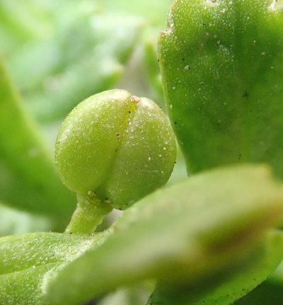 Lepidium oligodontum, photographed by Peter de Lange