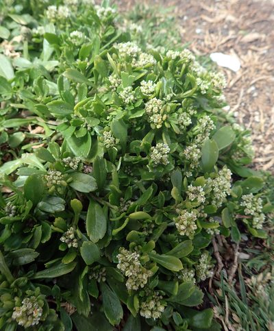 Lepidium oligodontum, photographed by Peter de Lange