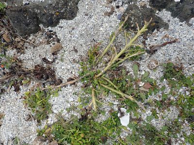 Lepidium rekohuense, photographed by Peter de Lange