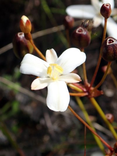 Libertia peregrinans, photographed by Peter de Lange