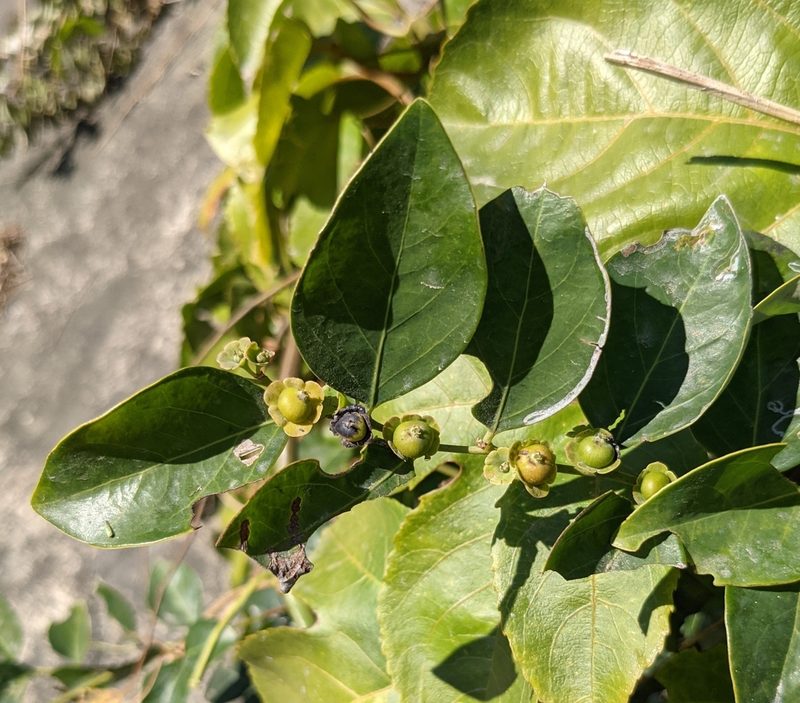 Breynia fruticosa, photographed by portioid