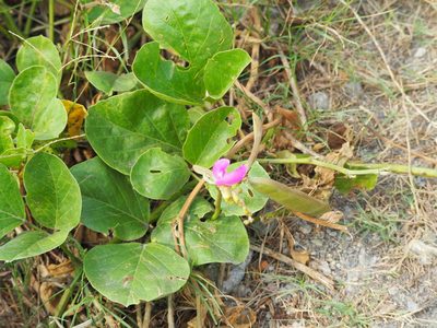 Canavalia lineata, photographed by 葉子