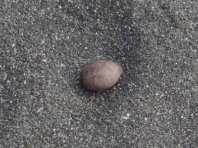 Heritiera littoralis, photographed by 葉子