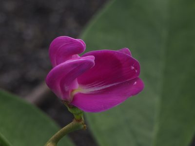 Canavalia lineata, photographed by 葉子