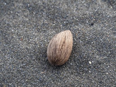 Cerbera manghas, photographed by 葉子