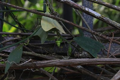 Passiflora biflora, photographed by Jake Rehage