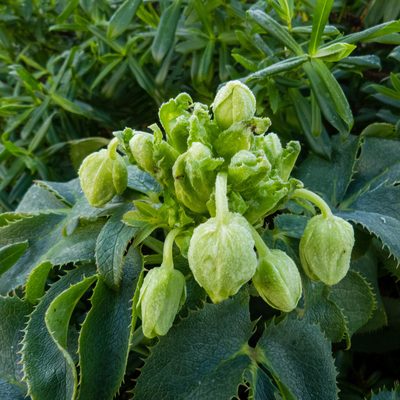 Helleborus lividus, photographed by David Ashcroft