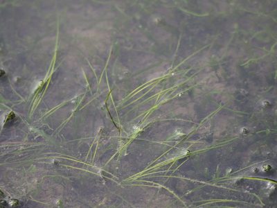 Ruppia maritima, photographed by 葉子
