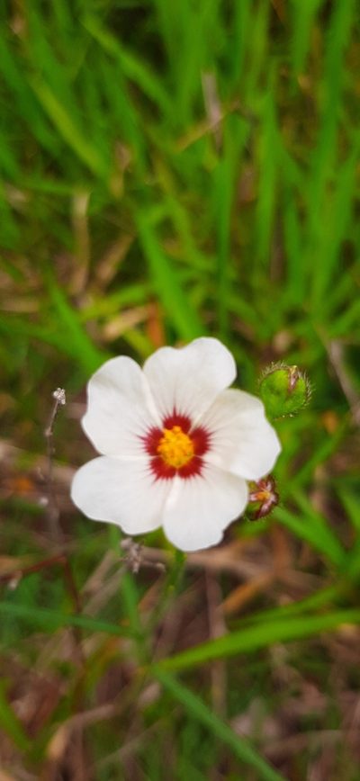 Sida linifolia, photographed by Yoannis Domínguez