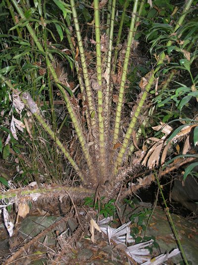 Calamus viminalis, photographed by Oleg Kosterin