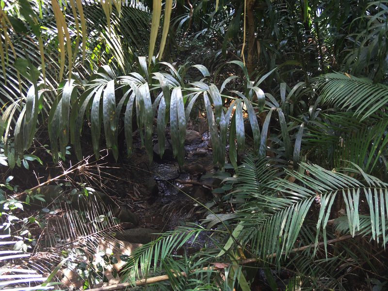 Calamus viminalis, photographed by Oleg Kosterin