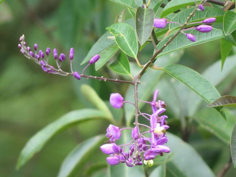 Asemeia floribunda, photographed by Francisco Emilio Roldán Velasco