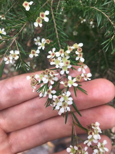 Sannantha pluriflora, photographed by Thomas Mesaglio