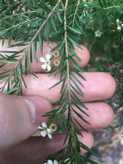 Sannantha pluriflora, photographed by Thomas Mesaglio