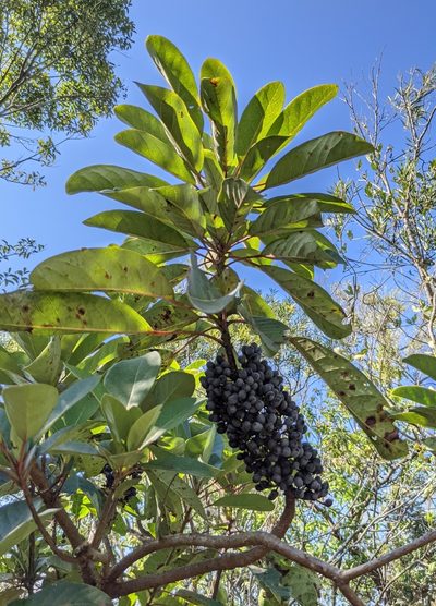 Daphniphyllum calycinum, photographed by portioid