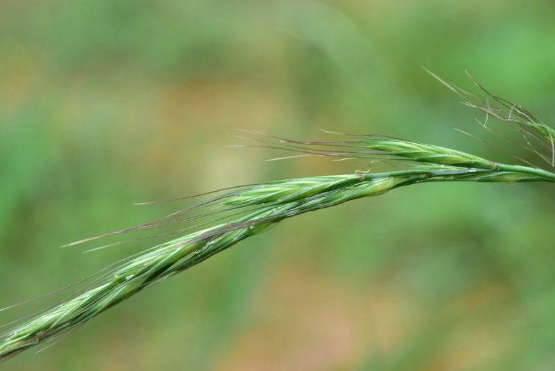 Elymus tsukushiensis, photographed by Cheng-Tao Lin