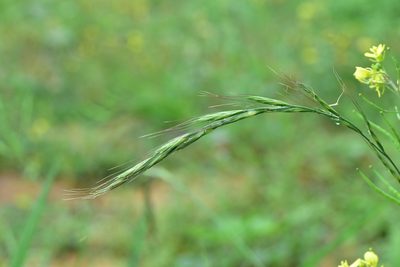 Elymus tsukushiensis, photographed by Cheng-Tao Lin