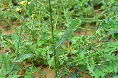 Elymus tsukushiensis, photographed by Cheng-Tao Lin