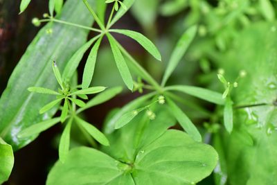 Galium spurium, photographed by Cheng-Tao Lin