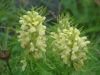 Pedicularis foliosa, photographed by Jean-Paul Boerekamps