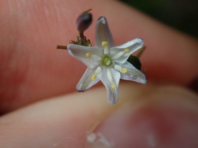 Caesia parviflora, photographed by Thomas Mesaglio
