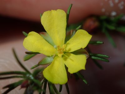 Hibbertia fasciculata, photographed by Thomas Mesaglio