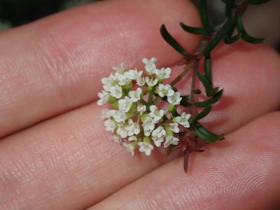 Platysace ericoides, photographed by Thomas Mesaglio