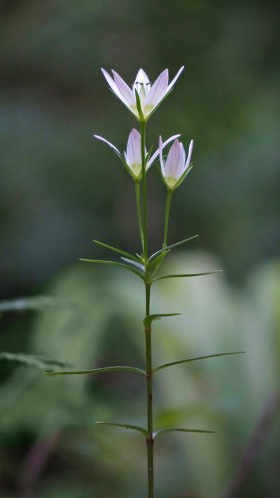 Swertia japonica, photographed by Timur Kalininsky