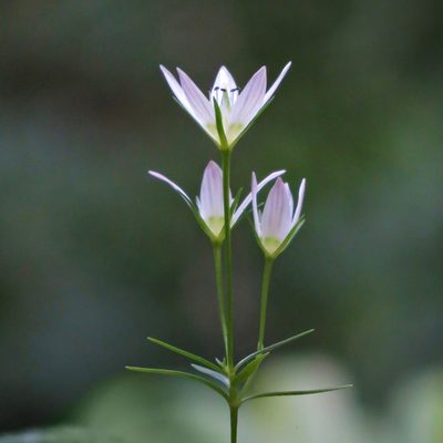 Swertia japonica, photographed by Timur Kalininsky