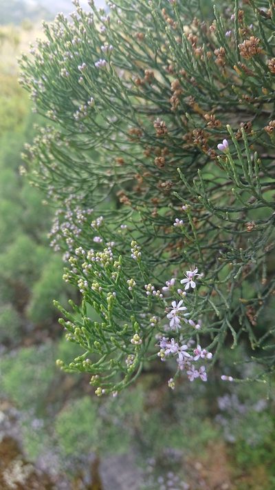 Veronica cupressoides, photographed by theylooklikeus