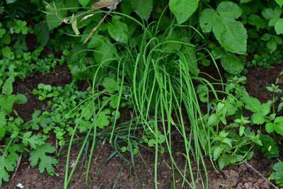 Allium macrostemon, photographed by Cheng-Tao Lin
