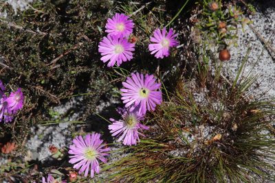 Lampranthus glomeratus, photographed by Tony Rebelo