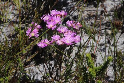 Lampranthus glomeratus, photographed by Tony Rebelo