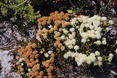 Agathosma imbricata, photographed by Tony Rebelo