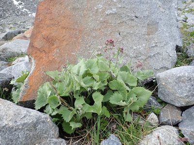 Adenostyles leucophylla, photographed by Karel Schoonvaere