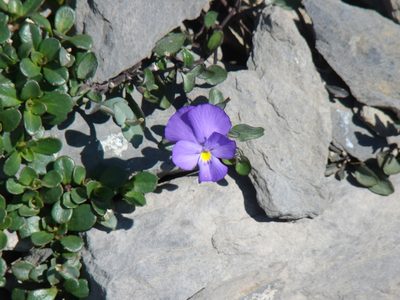 Viola cenisia, photographed by Jean-Paul Boerekamps