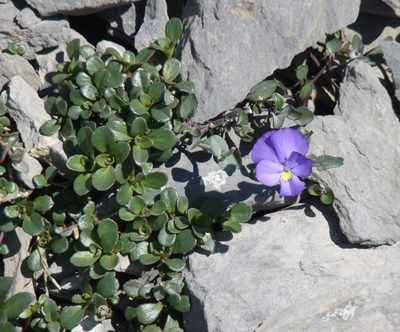 Viola cenisia, photographed by Jean-Paul Boerekamps