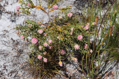 Lachnaea densiflora, photographed by Tony Rebelo