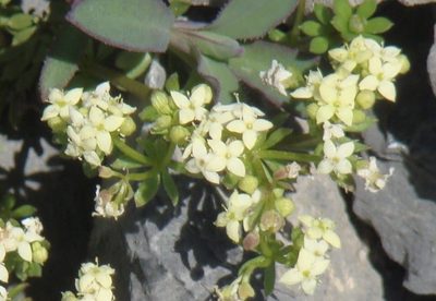 Galium megalospermum, photographed by Jean-Paul Boerekamps