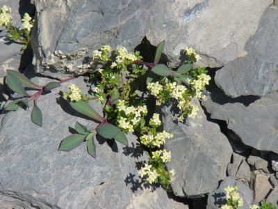 Galium megalospermum, photographed by Jean-Paul Boerekamps