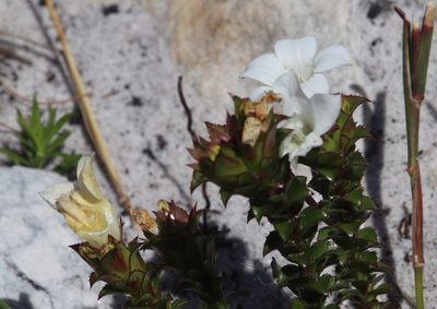 Roella amplexicaulis, photographed by Tony Rebelo